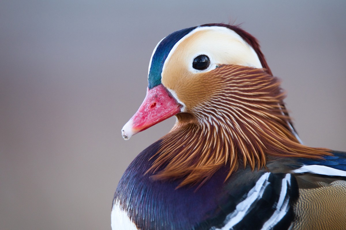 Мандаринка - ML647457802