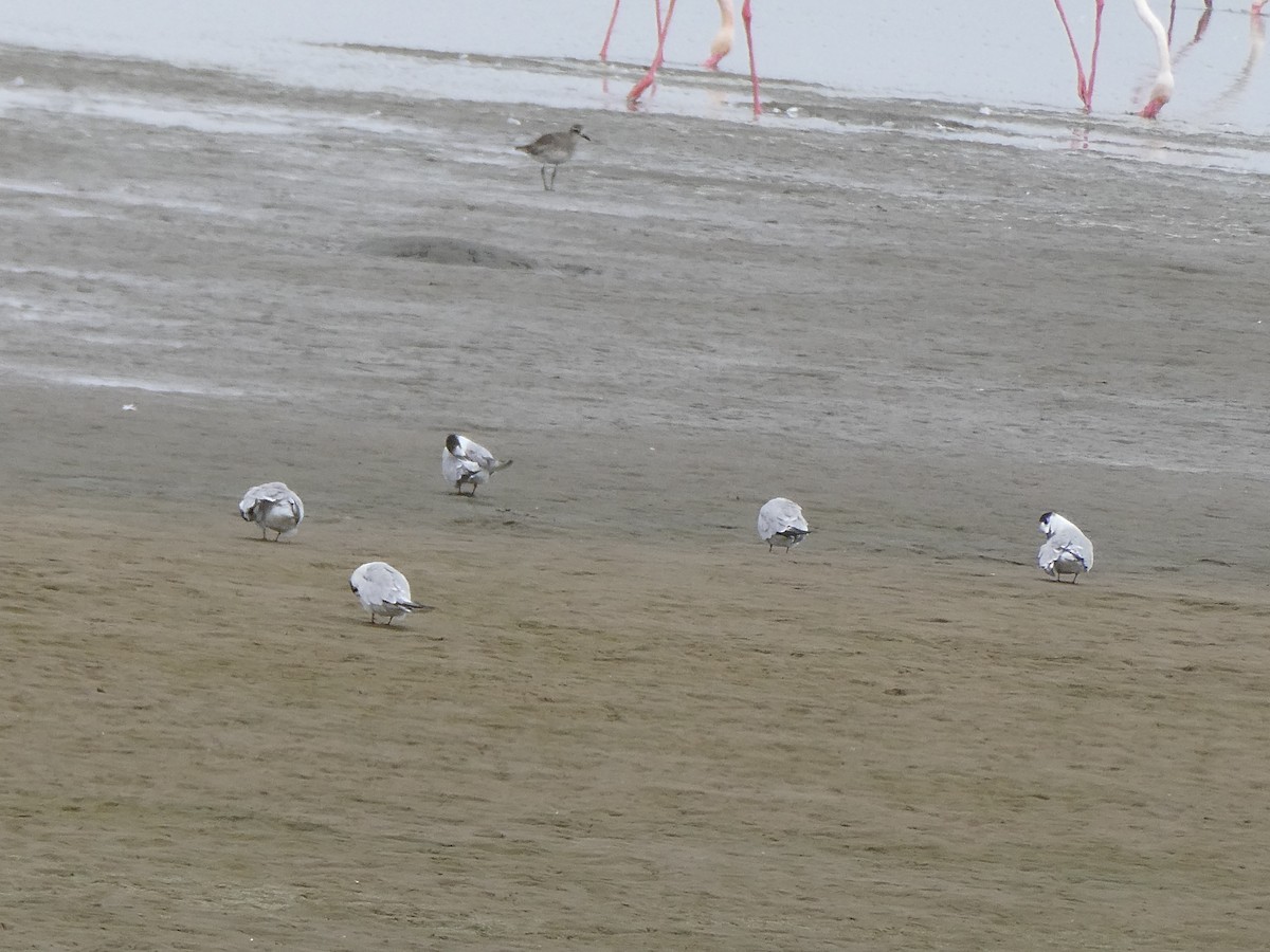 Black-bellied Plover - ML647457804