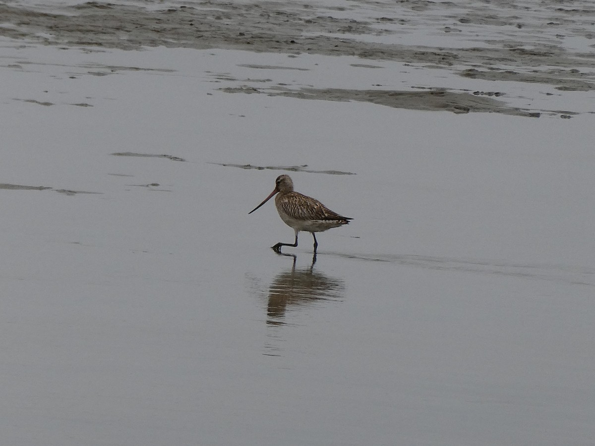 Bar-tailed Godwit - ML647457810