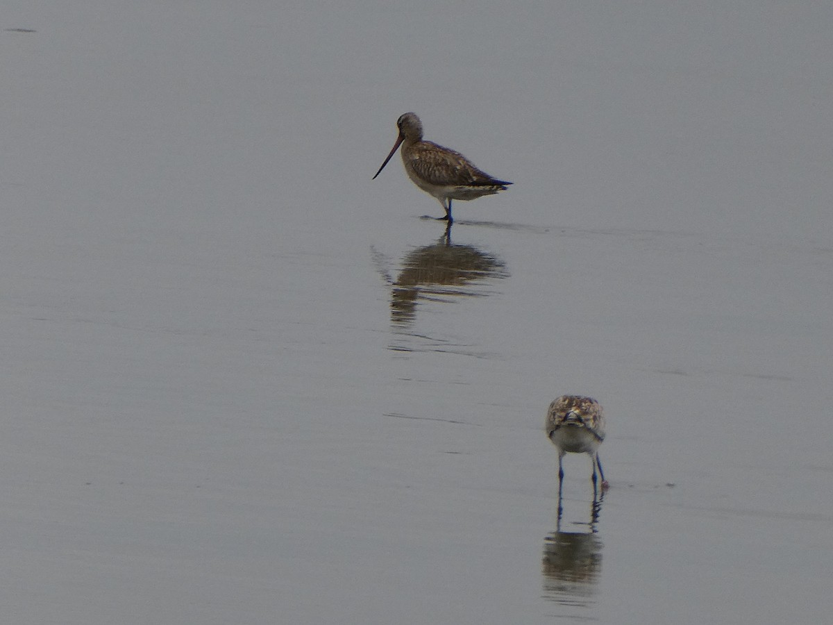 Bar-tailed Godwit - ML647457811