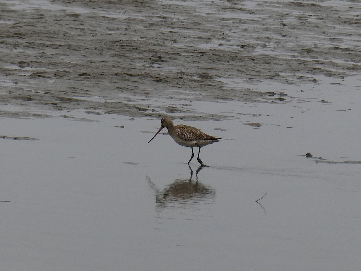 Bar-tailed Godwit - ML647457812