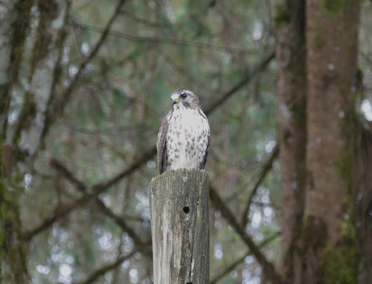 Broad-winged Hawk - ML647457818