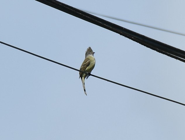 Желтобрюхая эления - ML647457819