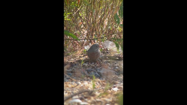 Escribano Cabecigrís - ML647457820