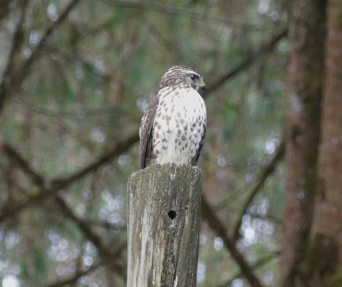 Broad-winged Hawk - ML647457825