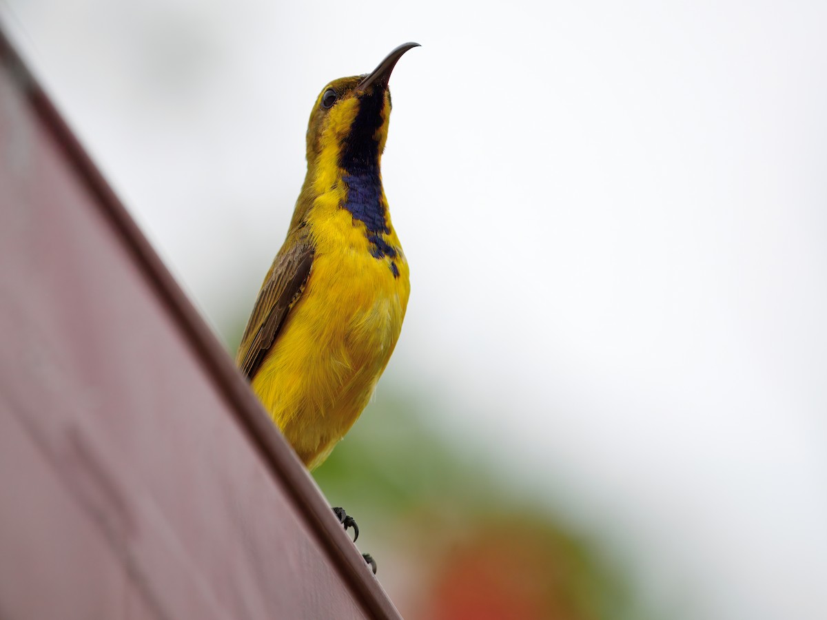 Sahul Sunbird - ML647457826