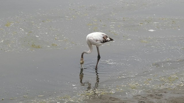 Flamenco Común - ML647457827