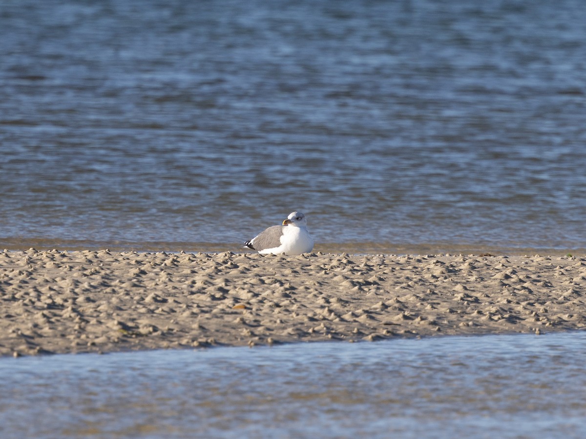 Kaio iluna - ML647457848