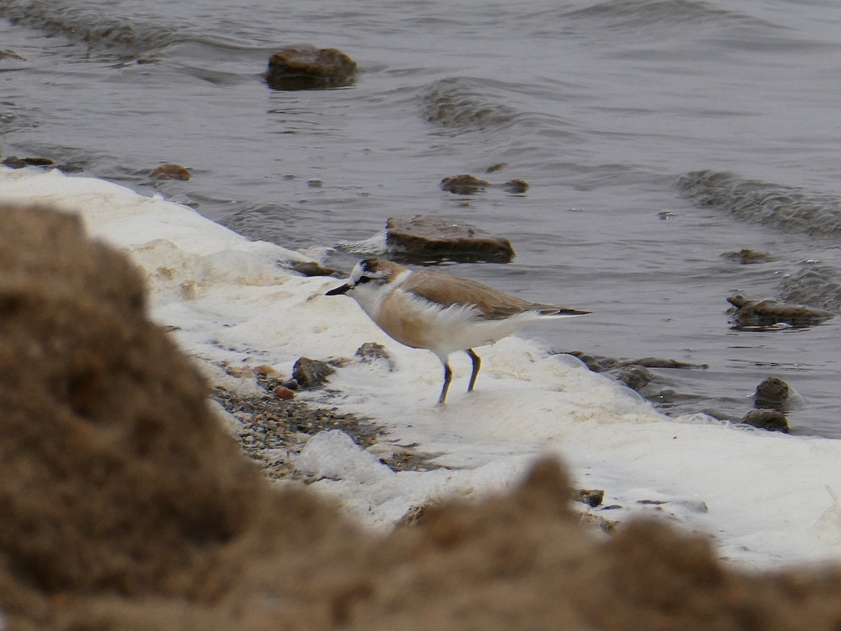 White-fronted Plover - ML647457861