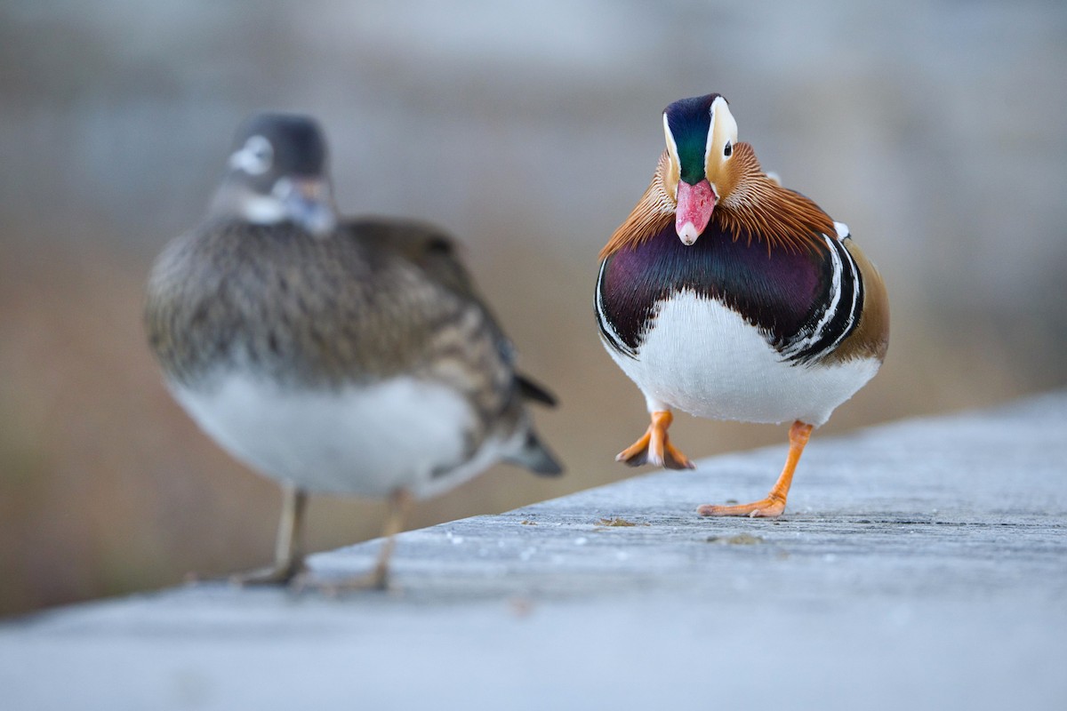 Мандаринка - ML647457866