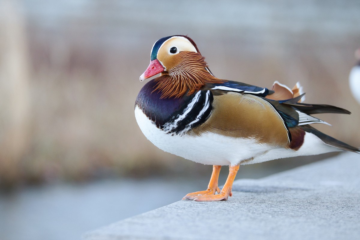Mandarin Duck - ML647457868