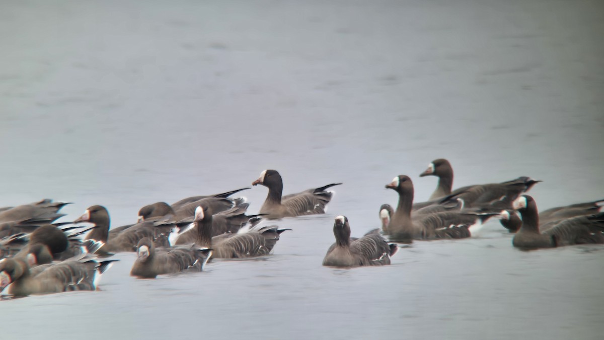 Küçük Sakarca - ML647457874