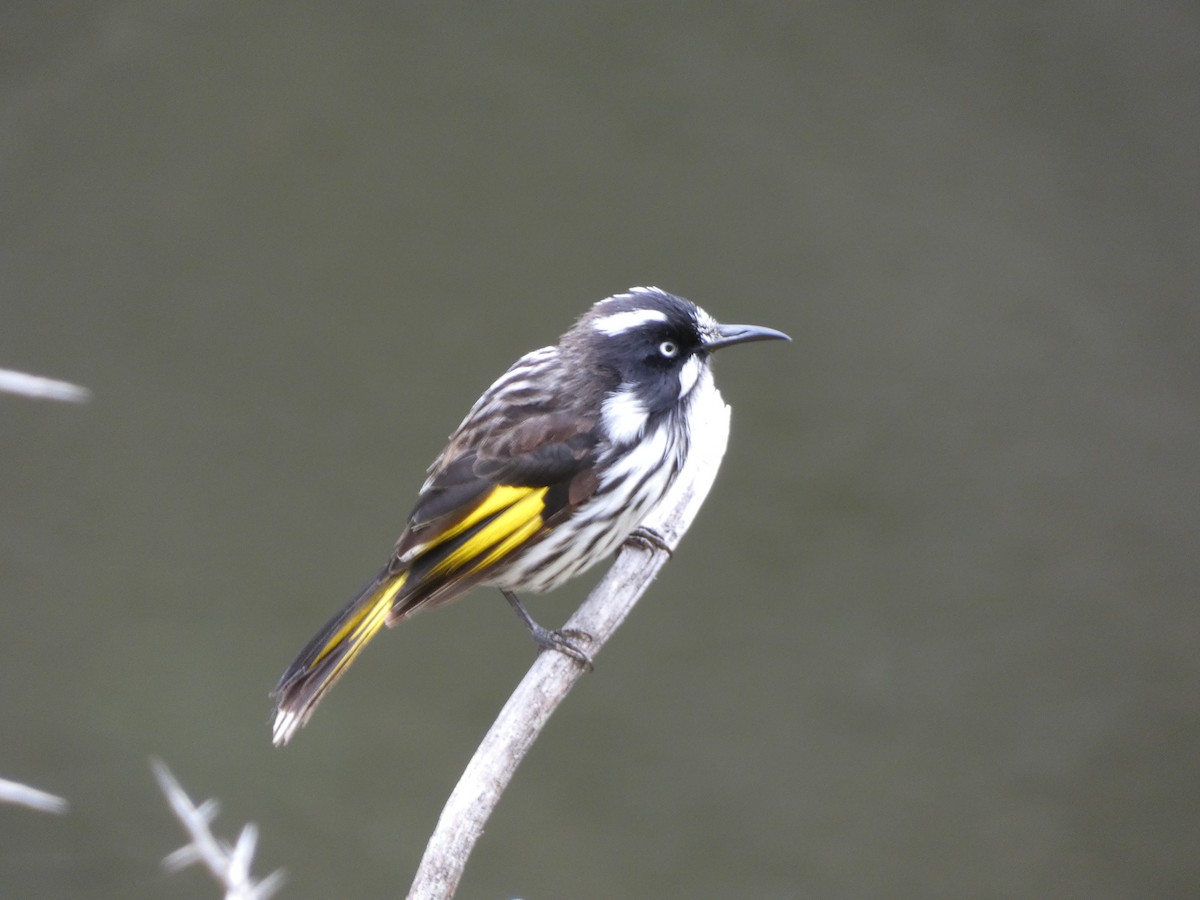 New Holland Honeyeater - ML647457877