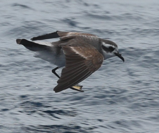 White-faced Storm-Petrel - ML647457879