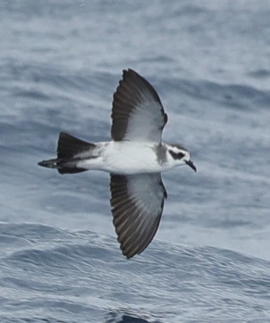 White-faced Storm-Petrel - ML647457880