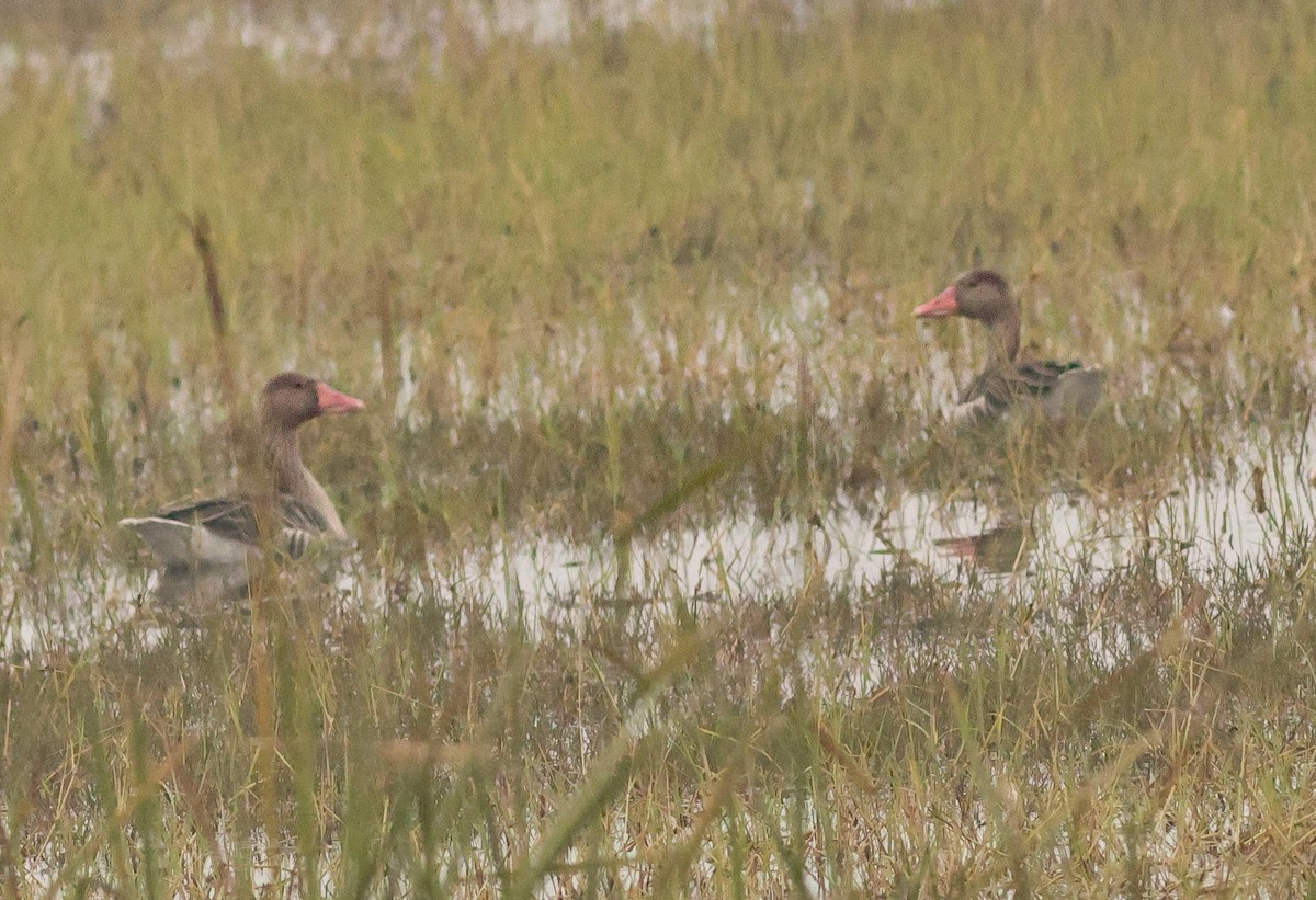 Graylag Goose - ML647457881