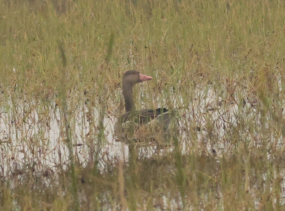 Graylag Goose - ML647457882