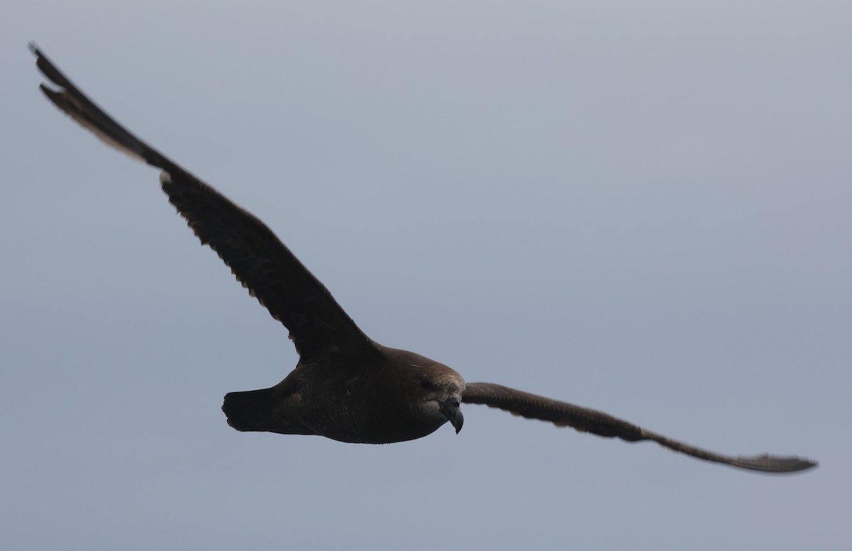 Gray-faced Petrel - ML647457883