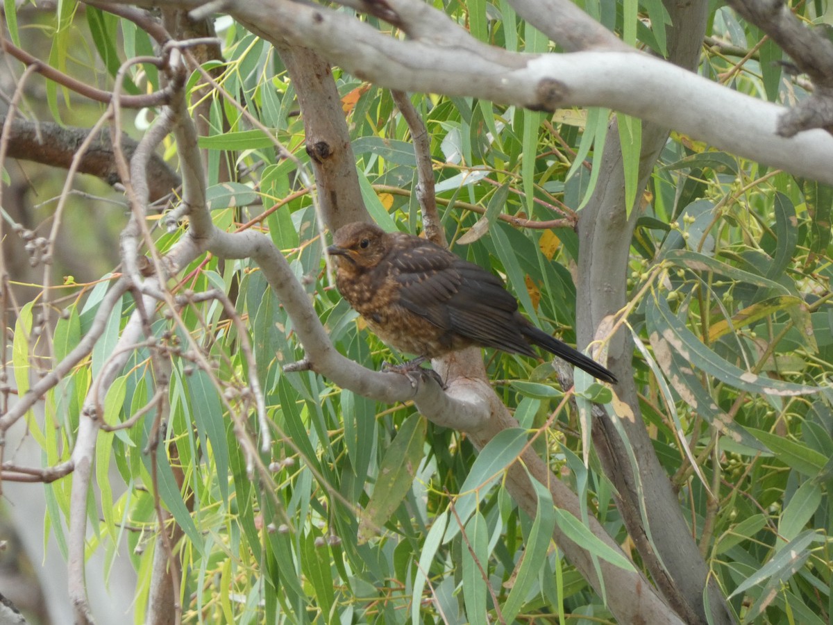 Eurasian Blackbird - ML647457884
