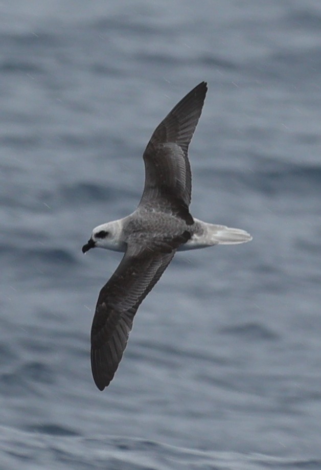 White-headed Petrel - ML647457885
