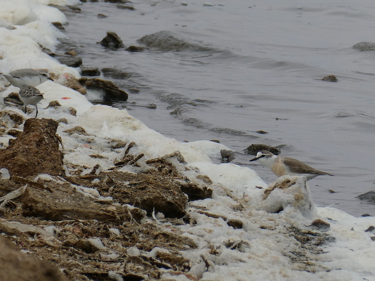 White-fronted Plover - ML647457886