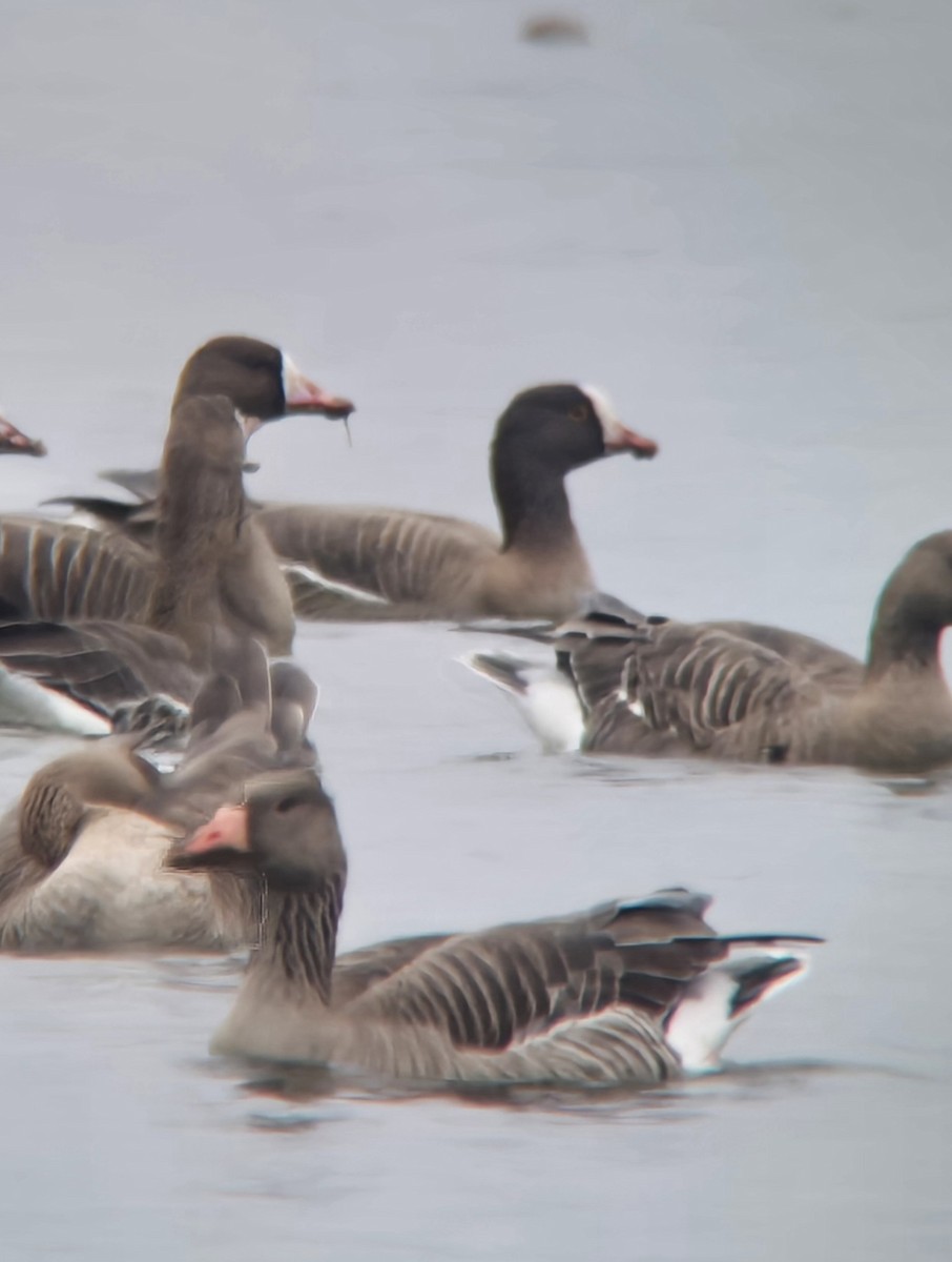 Lesser White-fronted Goose - ML647457891