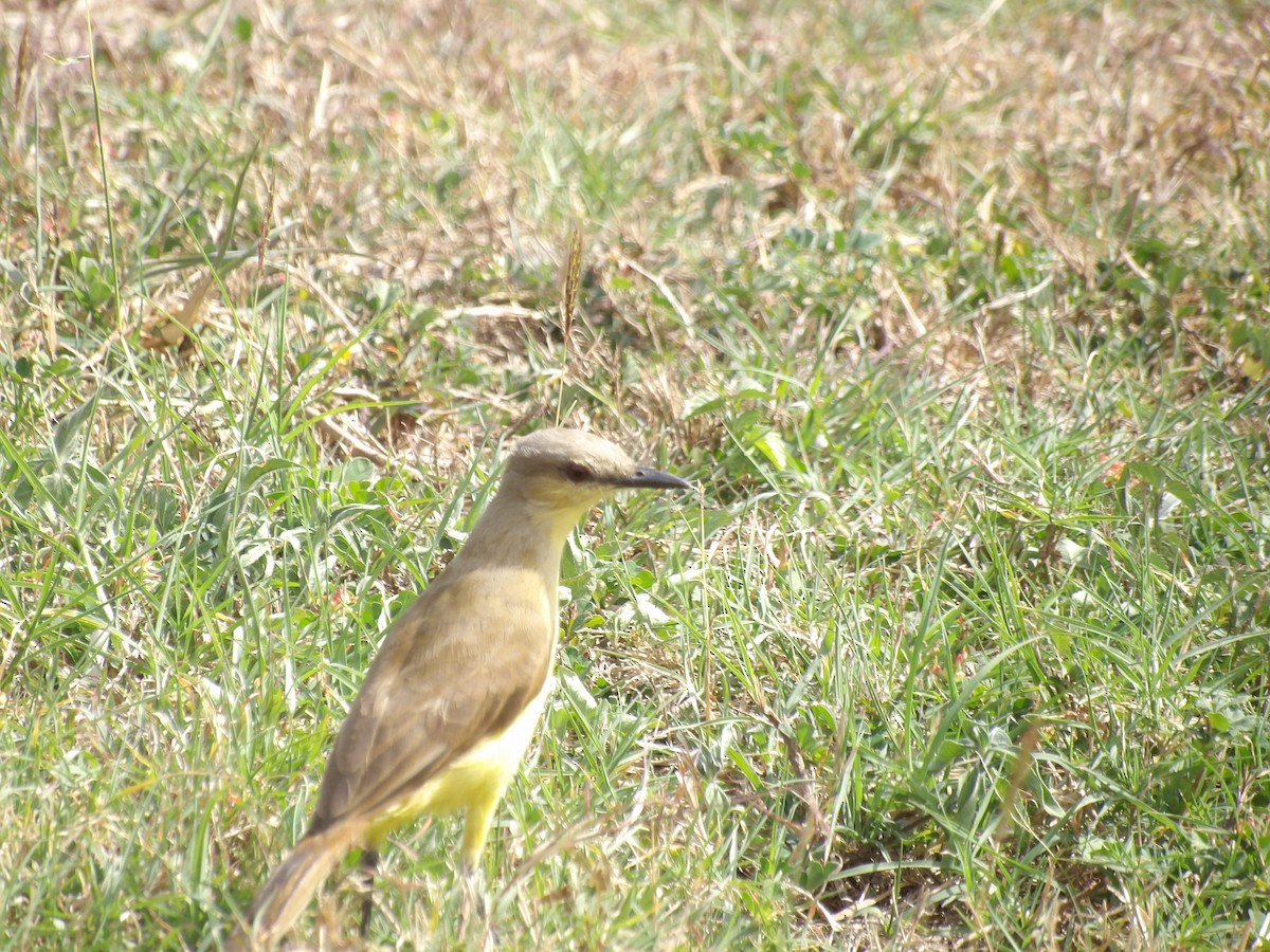 Cattle Tyrant - ML647457892