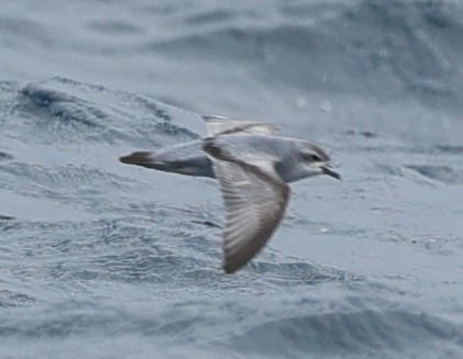 Fairy Prion - ML647457893