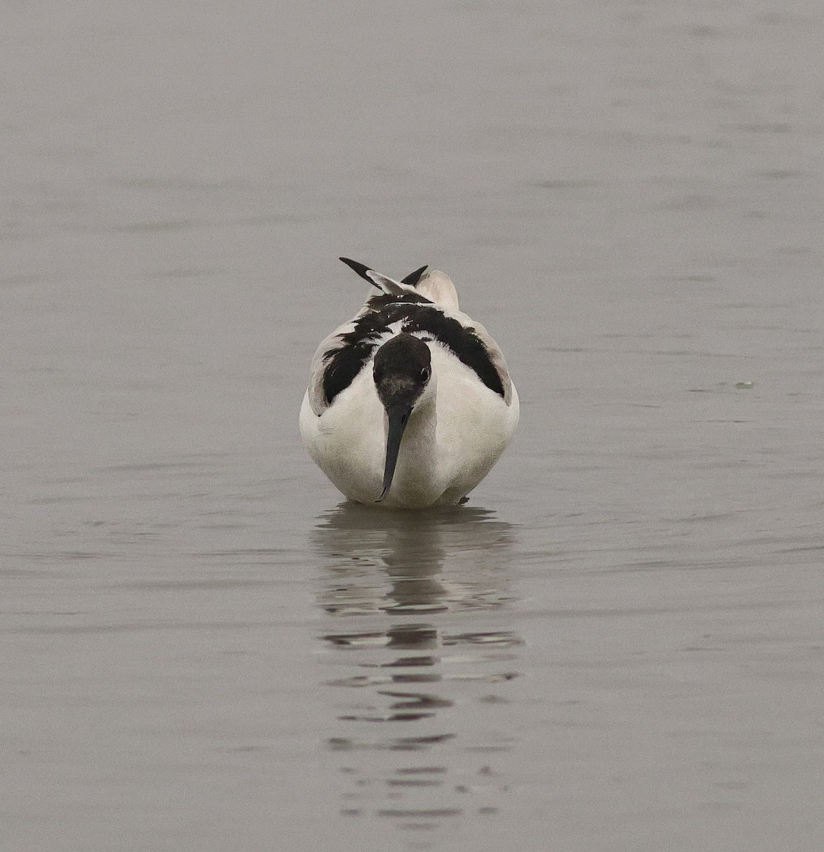 Pied Avocet - ML647457894