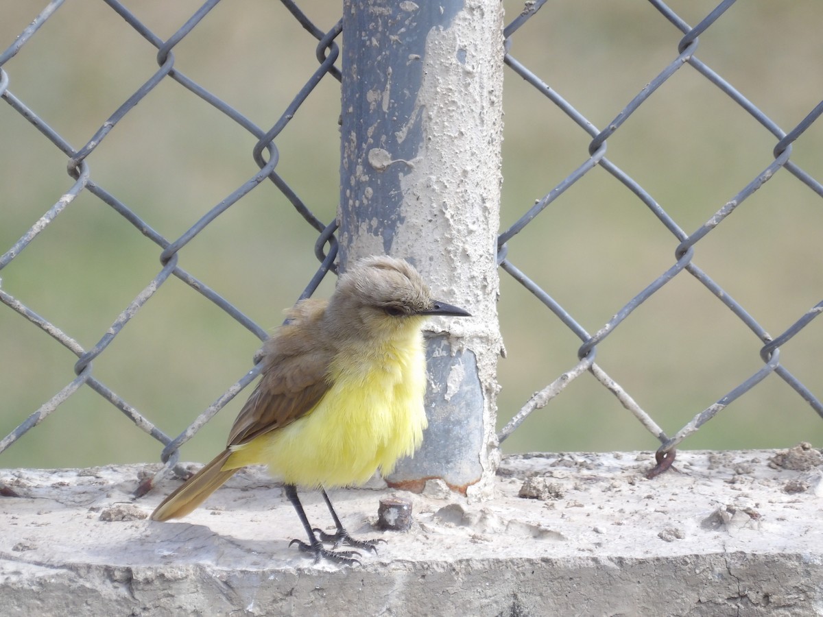 Cattle Tyrant - ML647457895