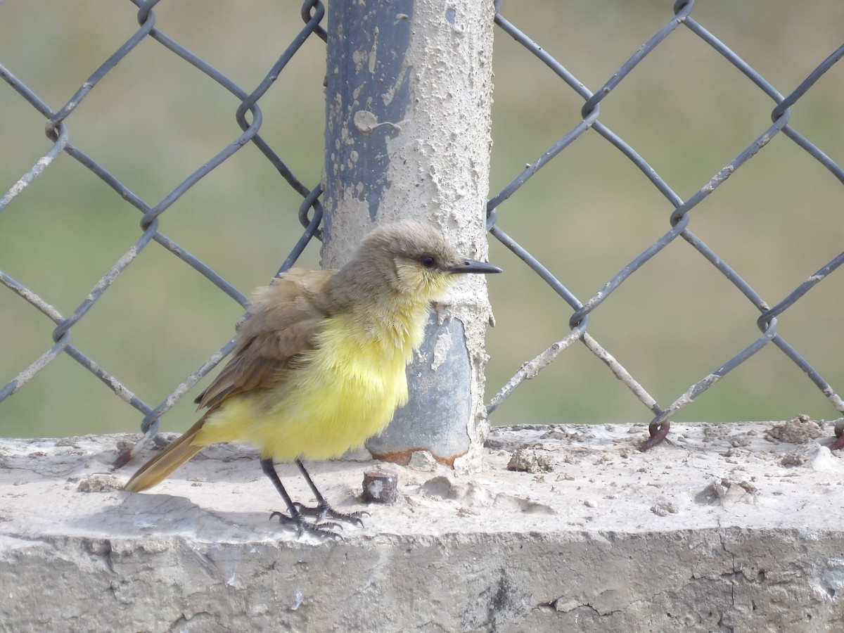 Cattle Tyrant - ML647457896