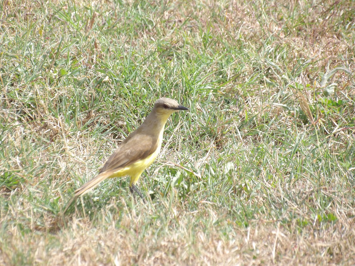 Cattle Tyrant - ML647457897