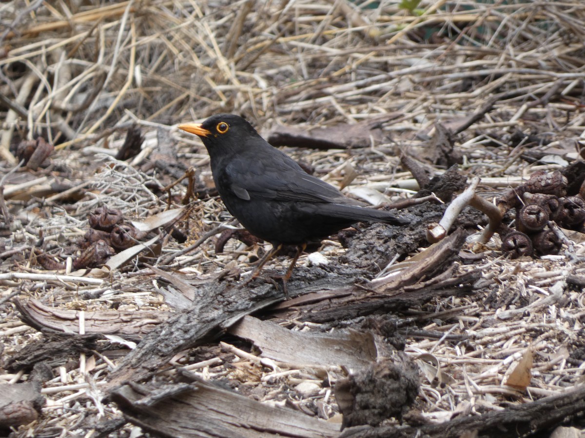 Eurasian Blackbird - ML647457900