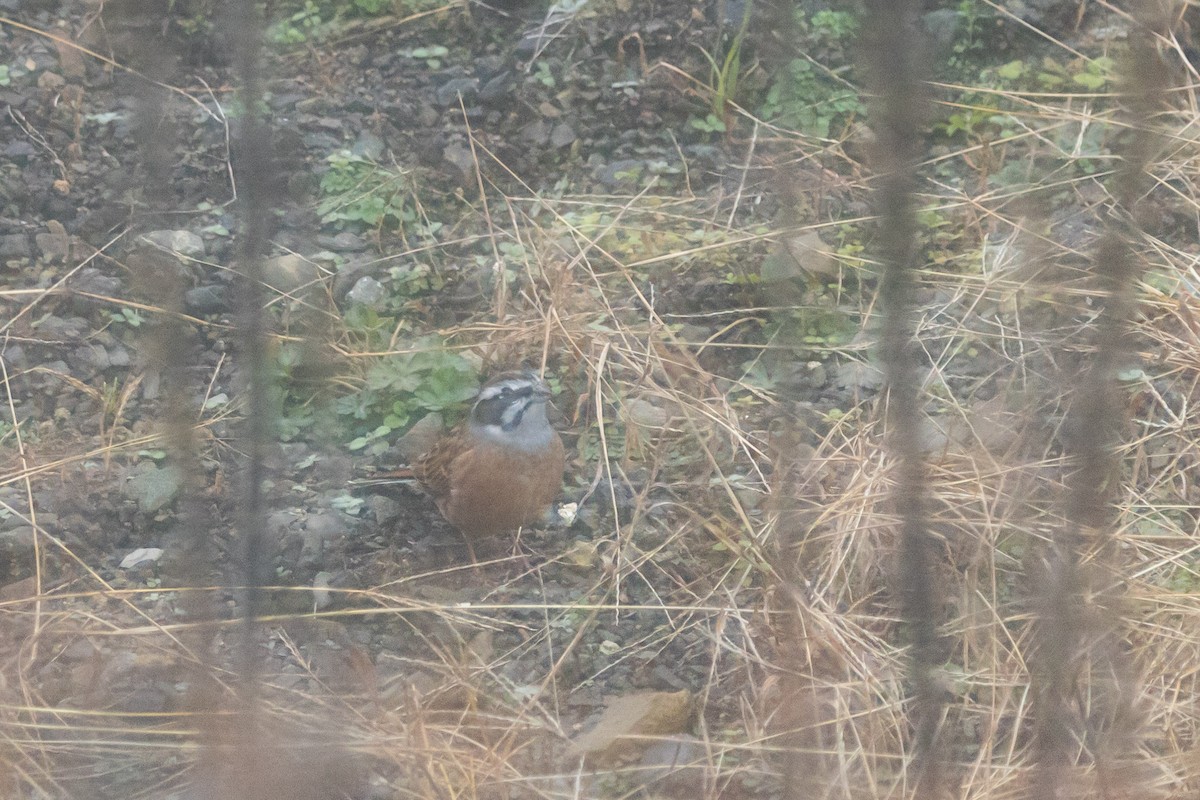 Meadow Bunting (Black-eared) - ML647457901