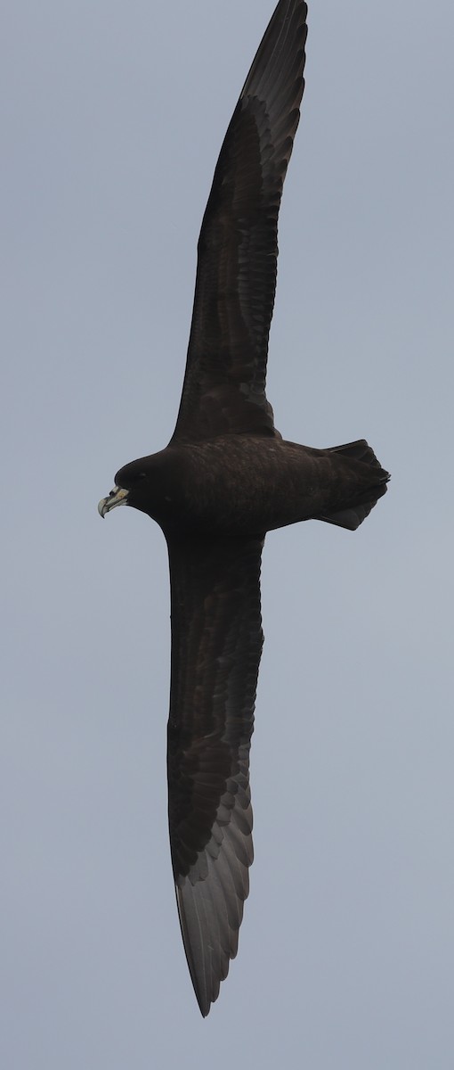 White-chinned Petrel - ML647457902