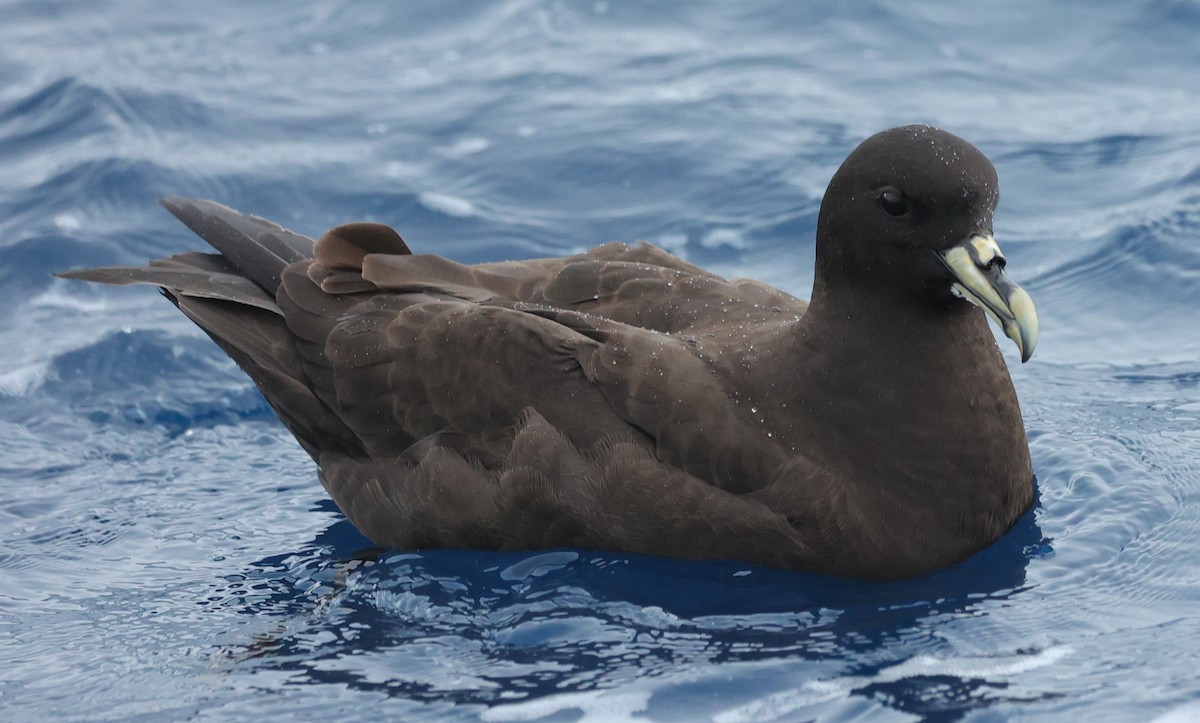 White-chinned Petrel - ML647457903