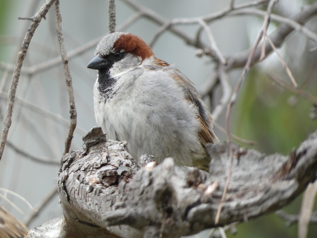 House Sparrow - ML647457904