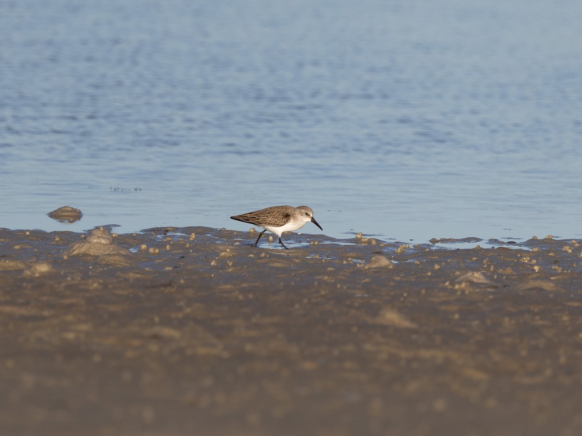 Western Sandpiper - ML647457905