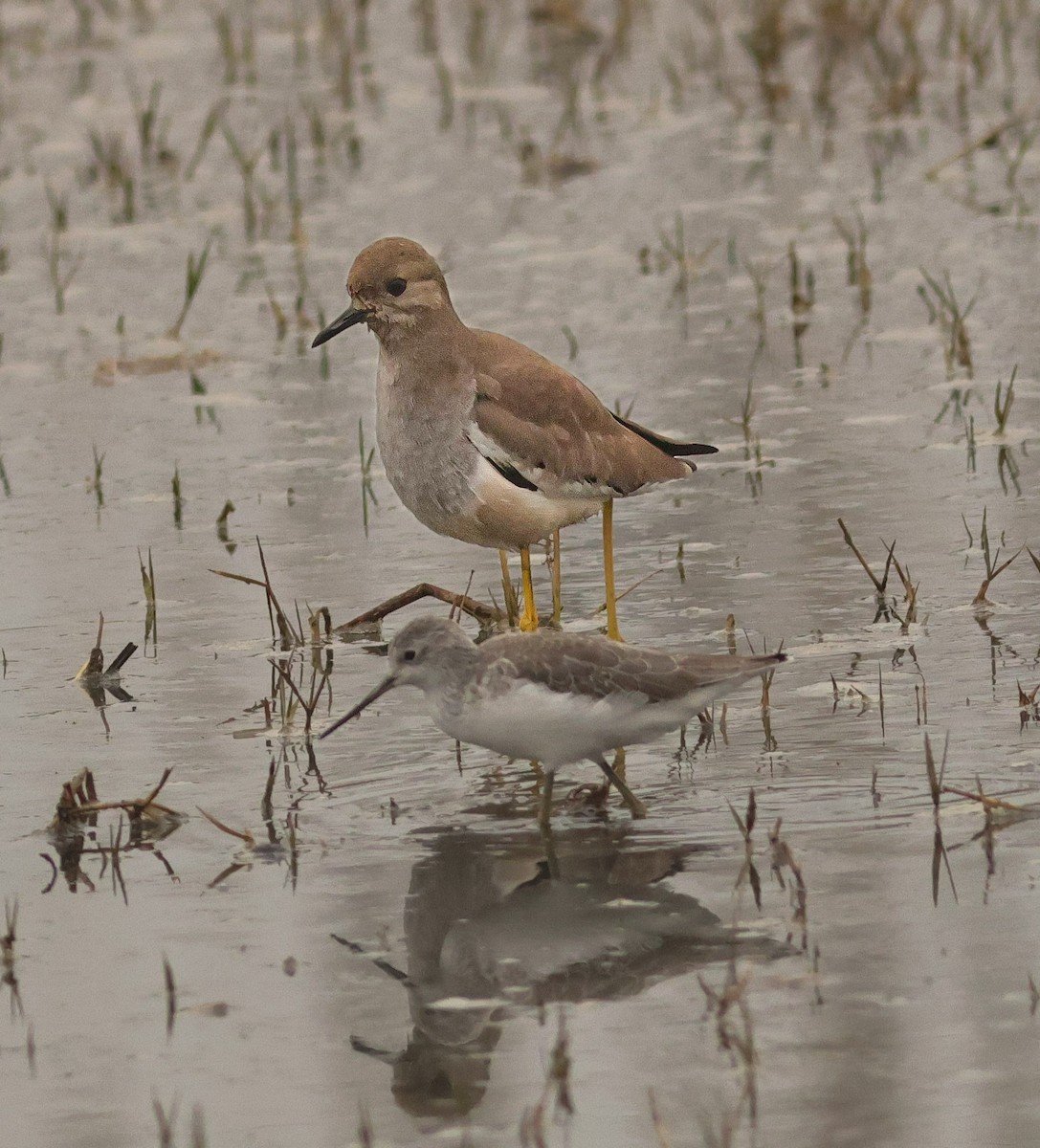 White-tailed Lapwing - ML647457906