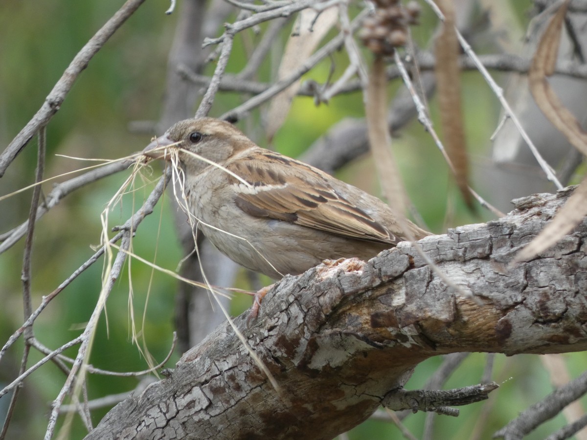 House Sparrow - ML647457907