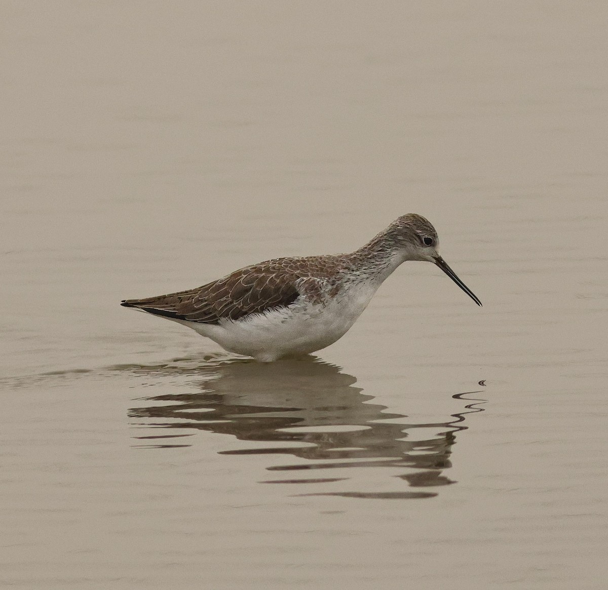 Marsh Sandpiper - ML647457908
