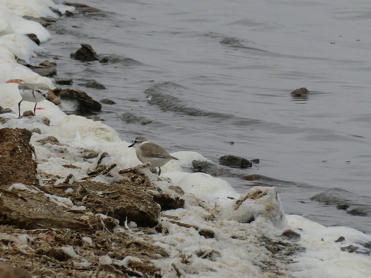 White-fronted Plover - ML647457909