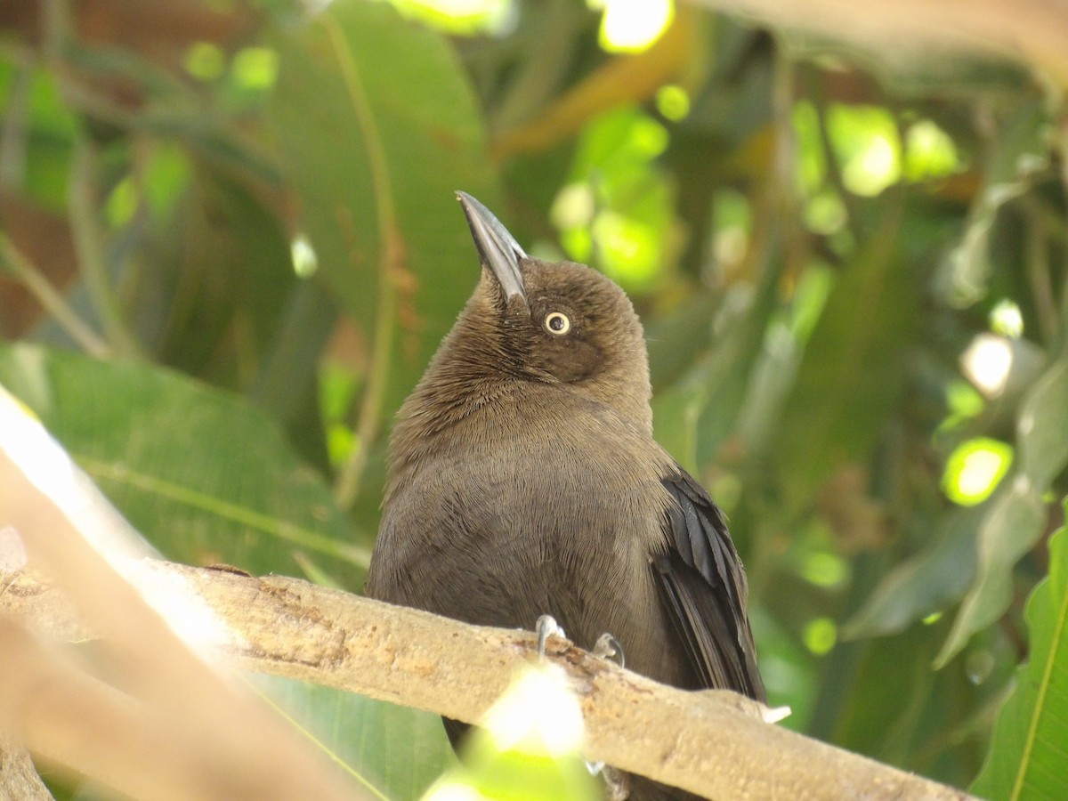 Carib Grackle - ML647457910