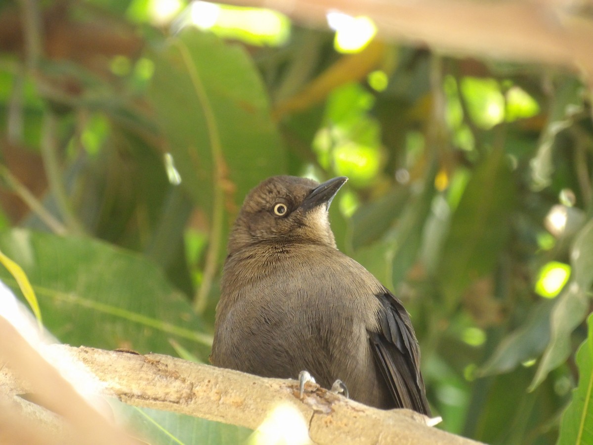 Carib Grackle - ML647457911