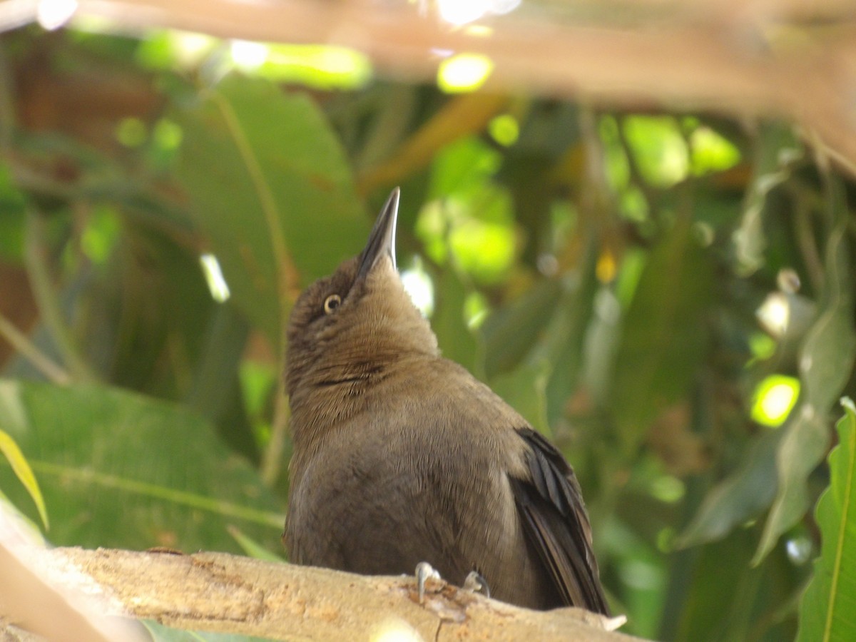 Carib Grackle - ML647457912