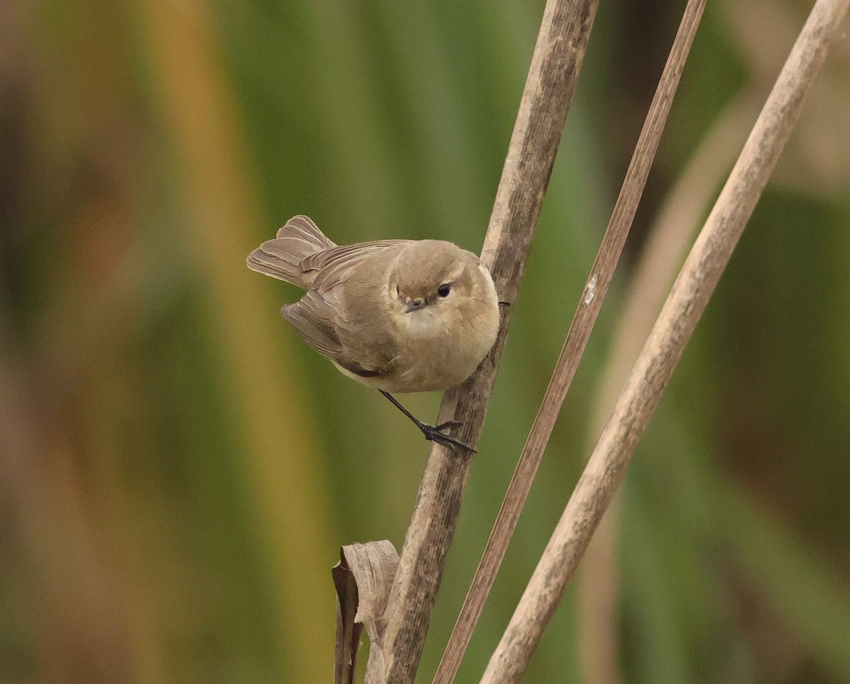 Common Chiffchaff - ML647457913