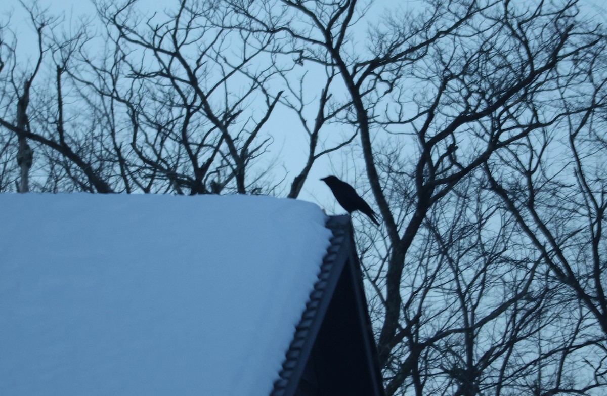 American Crow - ML647457914