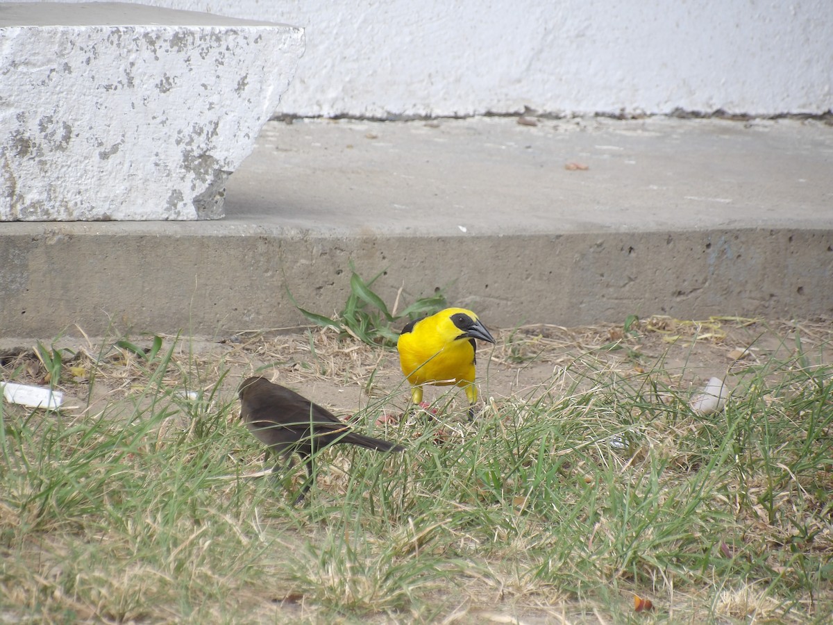 Oriole Blackbird - ML647457915