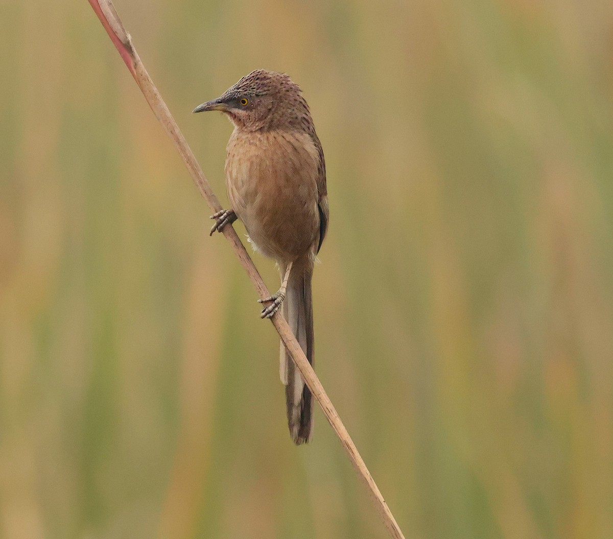 Striated Babbler - ML647457916
