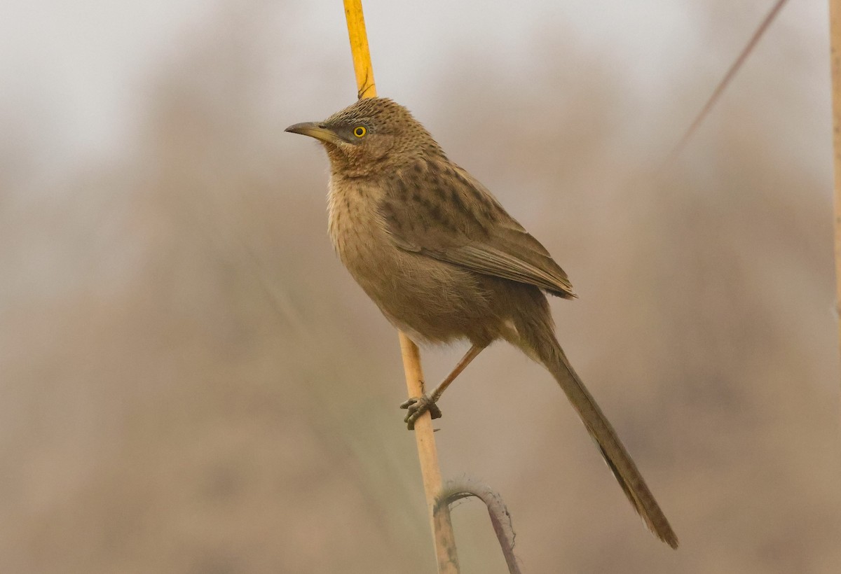 Striated Babbler - ML647457917